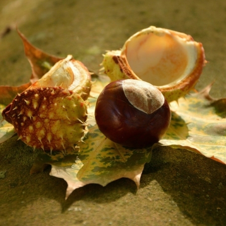 Erleben Sie für 4 Tage den Goldenen Herbst & das mediterrane Klima Badenweilers,genießen Sie die wunderbare Färbung des Schwarzwaldes um diese Jahreszeit.Fühlen Sie sich wie der Kurgast im "Frühherbst in Badenweiler" der Autorin G. Wohmann"eigenartig kräftig, unanfechtbar und gesundheitlich stabil."Nach Badischer Tradition begrüßen wir Sie zur Anreise mit unserem "Markgräfler Herbstkörbchen" 